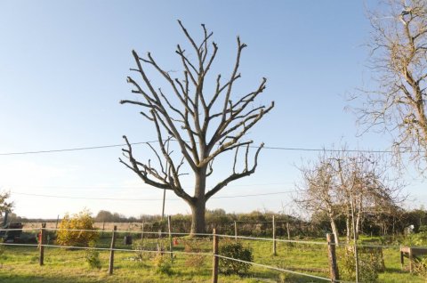 Elagage d'arbre à Monthoiron