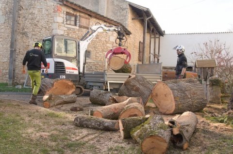 Abattage d'un arbre mort à Poitiers