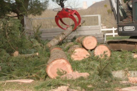 Abattage d'arbre à Lussac les Châteaux 