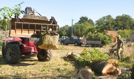 Abattage d'arbre à Poitiers
