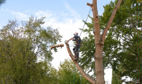 Elagage d'arbre à Châtellerault 