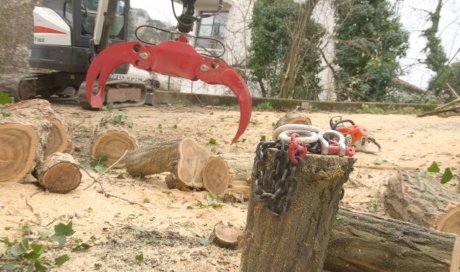 Abattage d'arbre à Poitiers