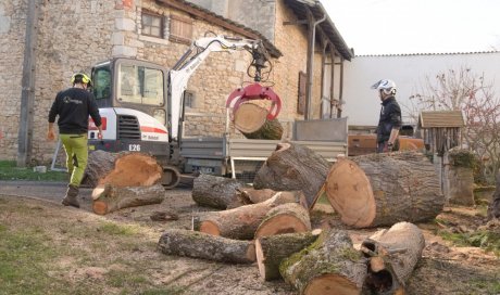 Abattage d'un arbre mort à Poitiers