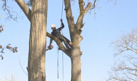 Elagage d'arbre à Saint Julien l'Ars