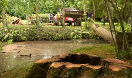 Abattage deux grands platanes entièrement creux à Châtellerault 