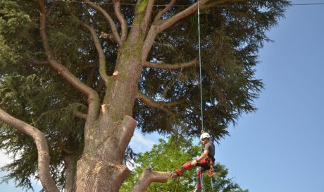 arboriste grimpeur poitiers - démontage d'un cédre