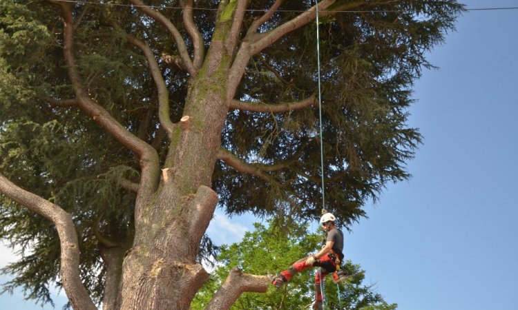 arboriste grimpeur poitiers - démontage d'un cédre