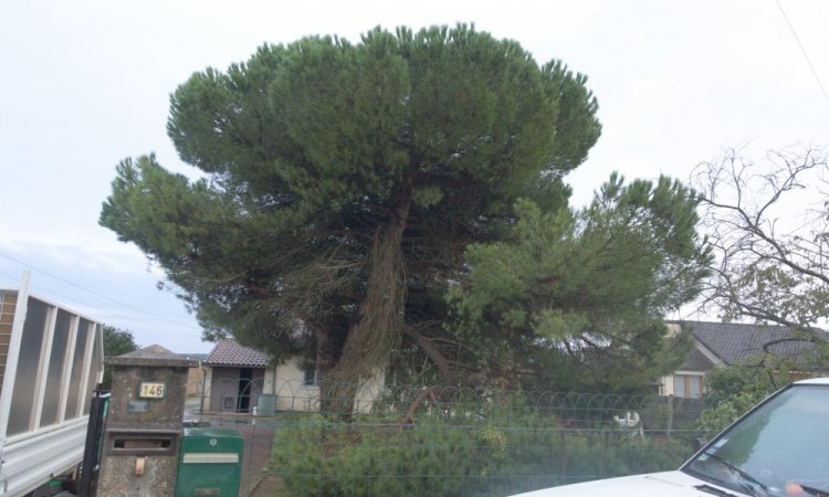 Elagage d'arbres à Châtellerault