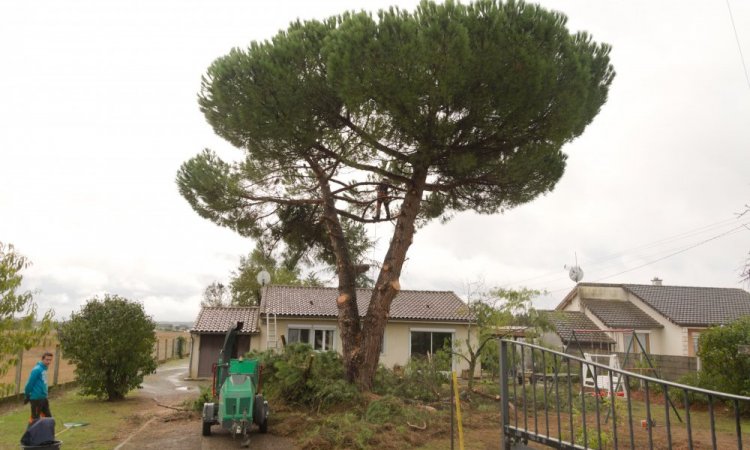 Elagage d'arbre Châtellerault 