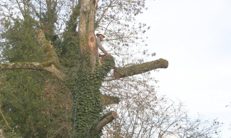 Elagage arbre châtellerault