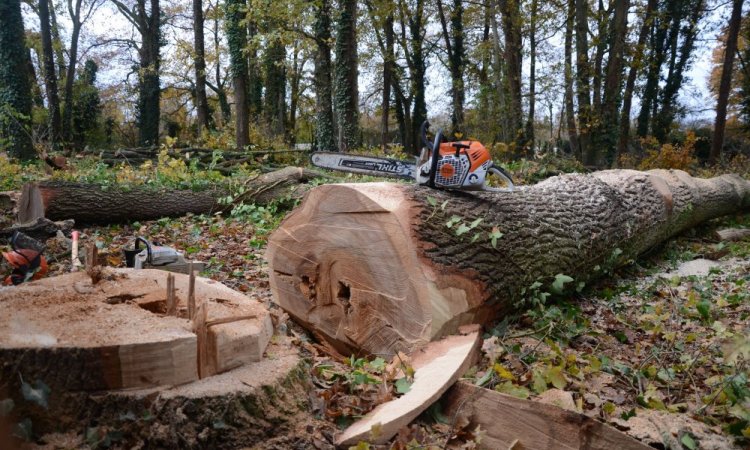 Abattage d'arbres menaçants à Châtellerault 