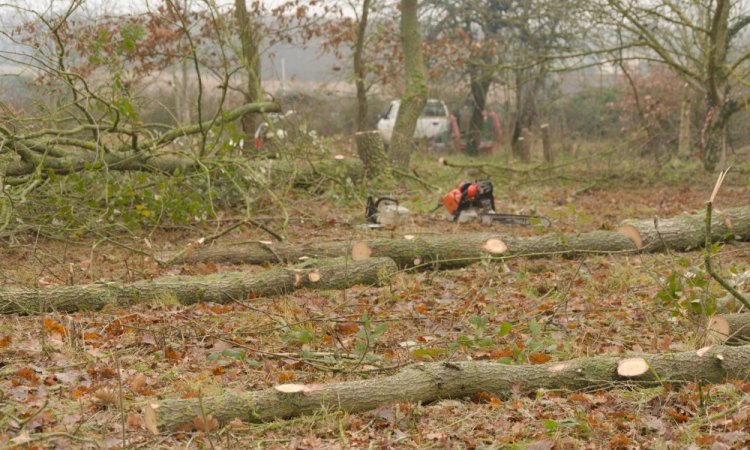Abattage d'arbres dans les Deux-Sèvres