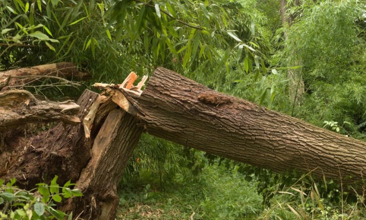 Abattage d'un arbre à risque à naintré 86530