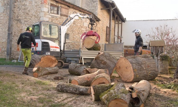 Abattage d'un arbre à Poitiers 