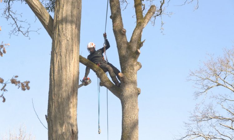 Elagage d'arbre en Vienne Arboréa 