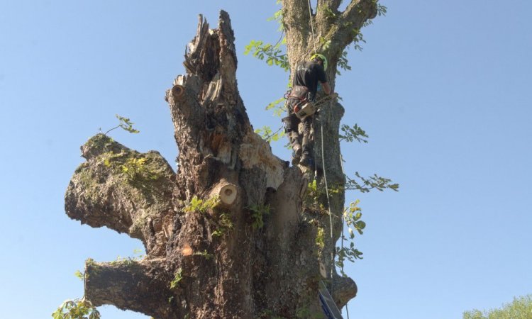 Elagage d'arbre Châtellerault