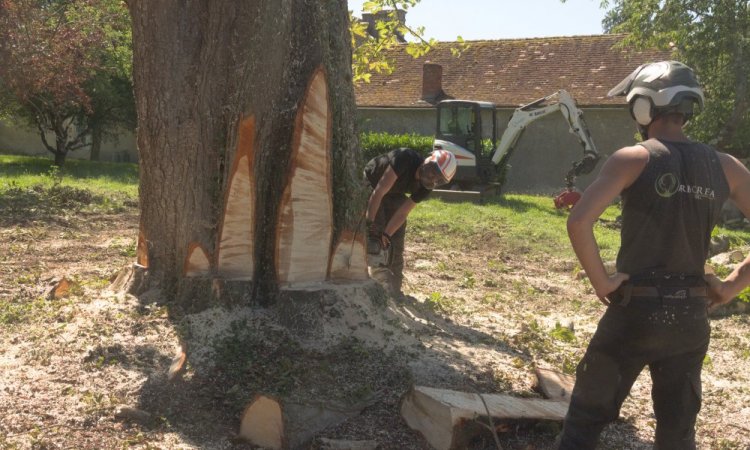 Abattage d'un arbre à Châtellerault