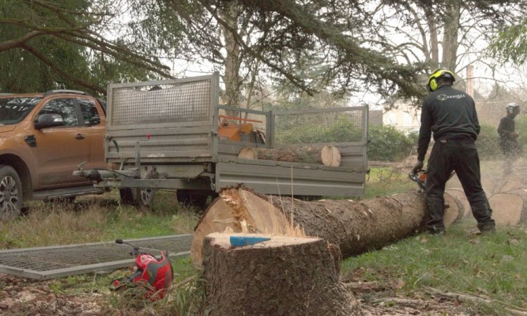 Abattage d'arbre en Vienne