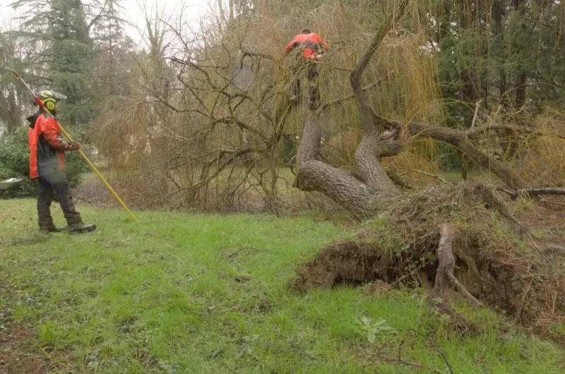 Enlèvement d'un saule pleureur à Gouex, Châtellerault, Arborea