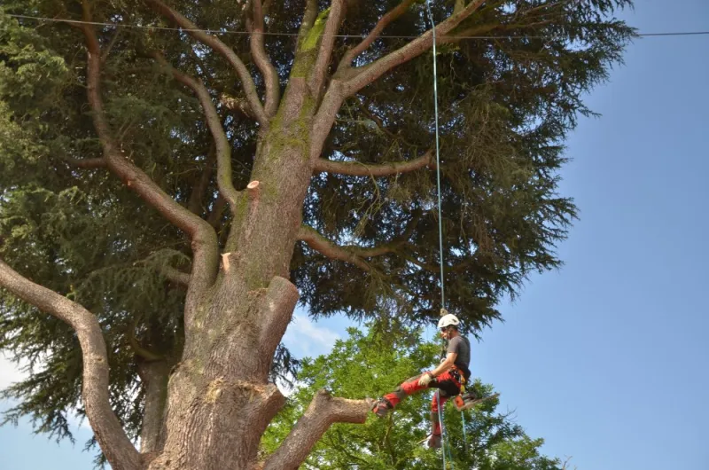 Réalisations élagage et abattage à Châtellerault, Châtellerault, Arborea