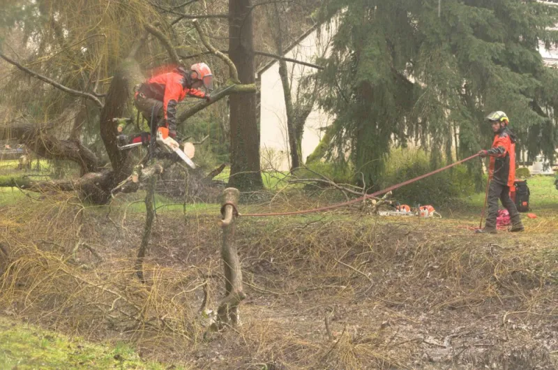 Enlèvement d'un saule pleureur à Gouex, Châtellerault, Arborea