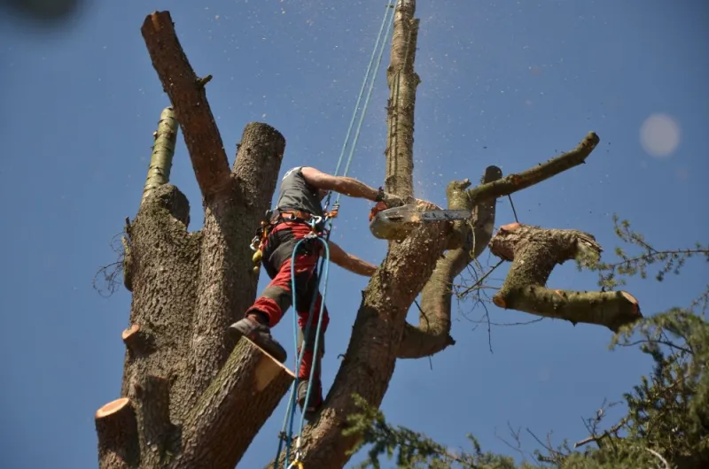 Réalisations élagage et abattage à Châtellerault, Châtellerault, Arborea