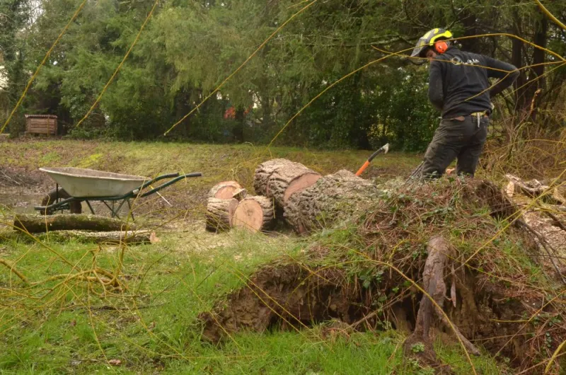 Enlèvement d'un saule pleureur à Gouex, Châtellerault, Arborea