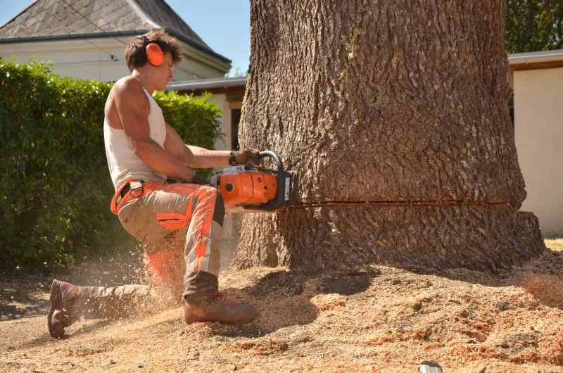 Réalisations élagage et abattage à Châtellerault, Châtellerault, Arborea