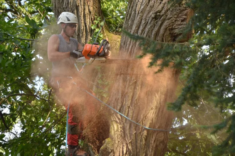 Réalisations élagage et abattage à Châtellerault, Châtellerault, Arborea