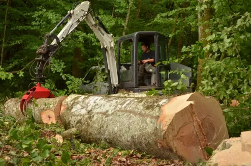 Démontage d'un hêtre, Châtellerault, Arborea