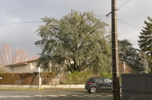 Réduction d'un Cèdre Bleu à Bonneuil Matours, Châtellerault, Arborea