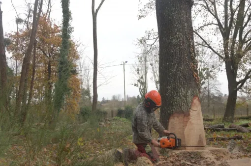 Abattage de chênes, Châtellerault, Arborea