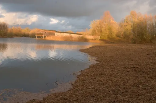 Broyage d'une roselière, Châtellerault, Arborea