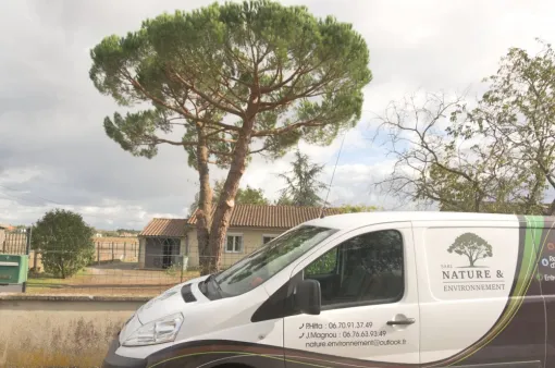 Taille sanitaire / Taille d'éclaircie d'un pin parasol, Châtellerault, Arborea
