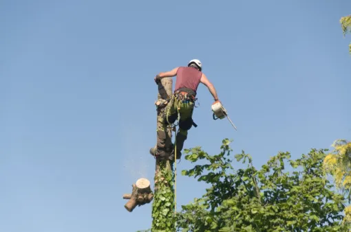 Démontage, Châtellerault, Arborea