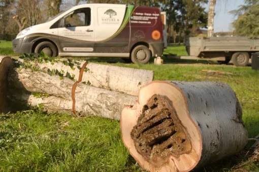 Abattage d'arbres à risques aux Ormes, Châtellerault, Arborea
