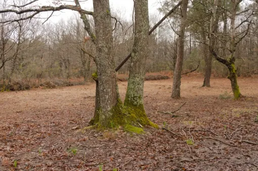 Restauration de vieilles landes mésophiles, Châtellerault, Arborea