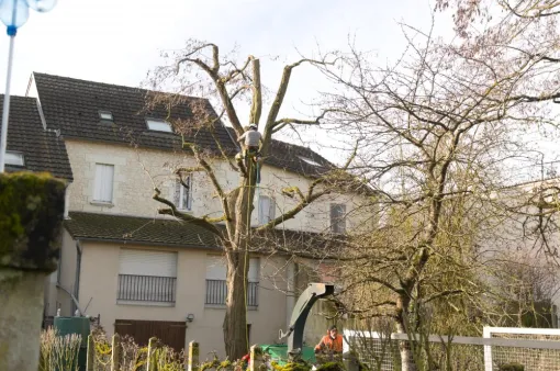 Elagage d'un acacia à Chatellerault, Châtellerault, Arborea