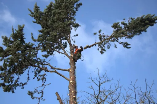Démontage d'un cyprés d'arizona à Chatellerault, Châtellerault, Arborea