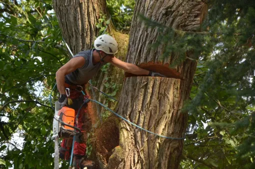 Travaux de démontage de Châtaignier à Châtellerault, Châtellerault, Arborea