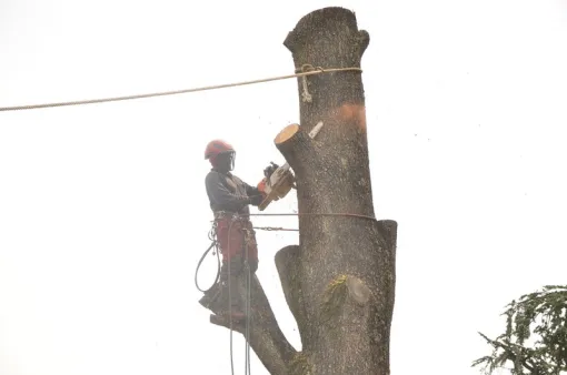 Devis gratuit pour travaux d'élagage chez le particulier à Châtellerault, Châtellerault, Arborea