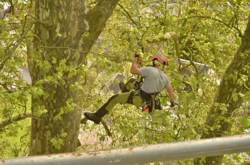 ELAGAGE PLATANE, Châtellerault, Arborea