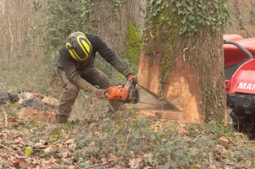 Abattage de grands chênes morts, Châtellerault, Arborea