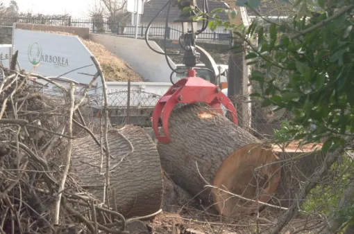 Démontage d'arbres dangereux à Descartes 37, Châtellerault, Arborea