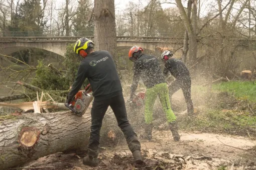 Débitage de peupliers, Châtellerault, Arborea