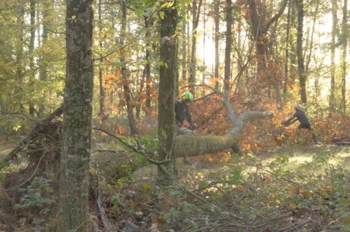 Nouvelle urgence - Massif forestier 86, Châtellerault, Arborea