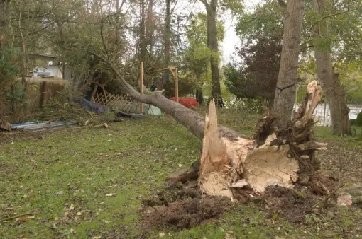 INTERVENTION D'URGENCE, Châtellerault, Arborea