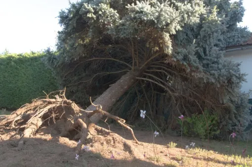 AVIS DE TEMPETE ciaran, Châtellerault, Arborea