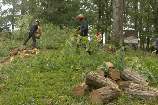 ABATTAGE D'ACACIAS, Châtellerault, Arborea
