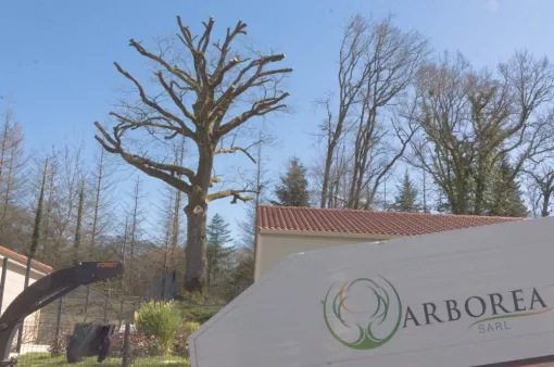 Elagage d'un grand chêne , Châtellerault, Arborea